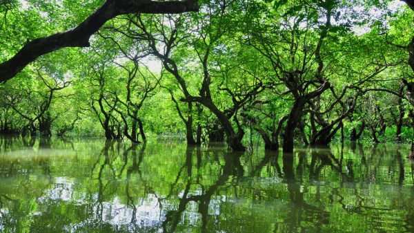 রাতারগুল ফরেস্ট