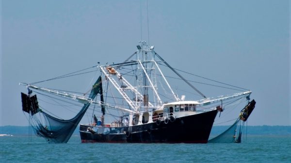 মাছ ইলিশ